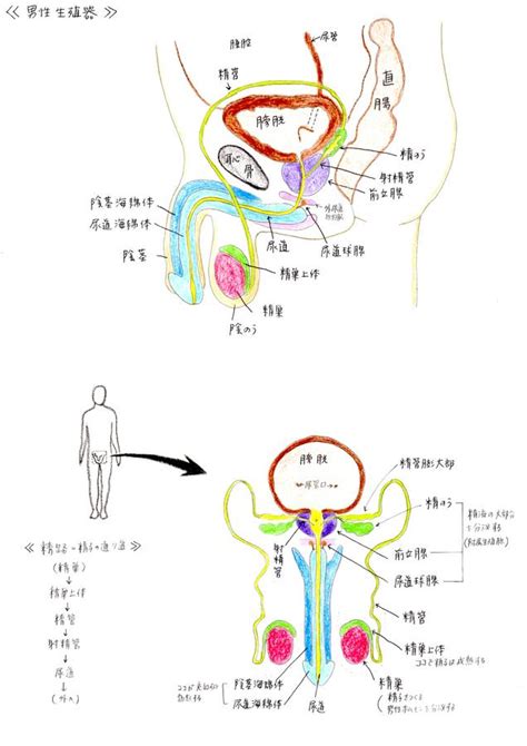 男性 生殖器|男性の生殖器系の構造